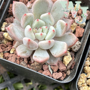 Echeveria Texensis Rosea | 粉爪