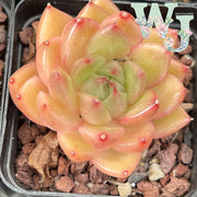 Echeveria 'Red Jade' | 红玉 - Korea Form