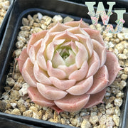 Echeveria 'Pink Chanjuan' | 粉婵娟 - 2022 WJ Hybrid