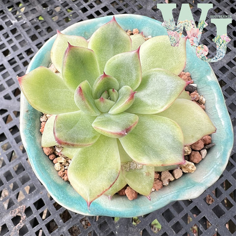 ❤ Echcveria Agavoides Red Tips Variegated | 红色提示锦