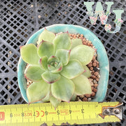 ❤ Echcveria Agavoides Red Tips Variegated | 红色提示锦