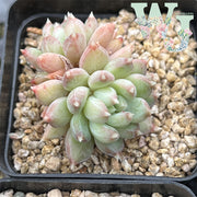 Pachyphytum 'Annette' | 安妮特 - Ex Korea Form