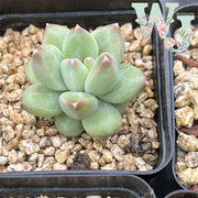 Pachyphytum 'Annette' | 安妮特 - Ex Korea Form