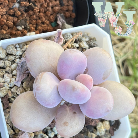 Graptopetalum Amethystinum Lavender Pebbles | 桃蛋
