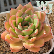 Echcveria Agavoides 'Jade Rose' | 玉玫瑰 - 2020 WJ Hybrid