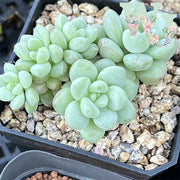 Pachyphytum 'Rococo' | 洛可可 - Korea Form