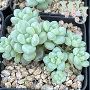 Pachyphytum 'Rococo' | 洛可可 - Korea Form