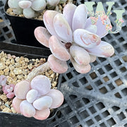 Graptopetalum Amethystinum Lavender Pebbles | 桃蛋
