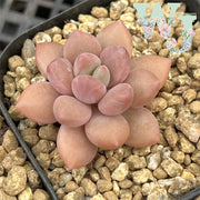 Pachyphytum 'Rezoma' | 莱佐玛 - Korea Form