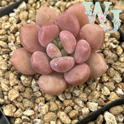 Pachyphytum 'Rezoma' | 莱佐玛 - Korea Form