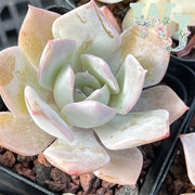 Echcveria 'White Lotus' | 白莲