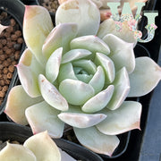 Echcveria 'White Lotus' | 白莲