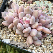 Graptopetalum Amethystinum Lavender Pebbles x Sara Himebotan | 桃沙