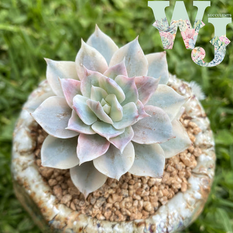 Echeveria Subsessilis Variegated | 皮氏锦