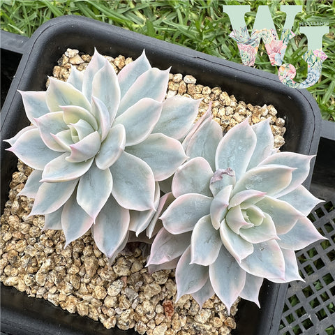 Echeveria Subsessilis Variegated | 皮氏锦