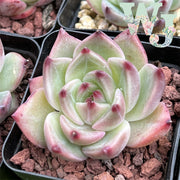 Echeveria 'Flora' | 弗洛拉/白龙 - Korea Form