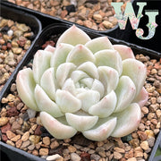 Echeveria 'White Jade' | 白玉 - Korea Form