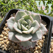 Echeveria 'Pink Tips' Variegated | 粉色提示锦