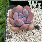 Pachyphytum Oviferum 'Rainbow Candy' | 彩虹糖美人