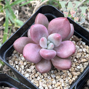Pachyphytum 'Tambora' | 韩国坦伯拉 - Korea Form