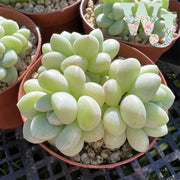 Pachyphytum 'Bubble Gum' | 泡泡糖 - Korea Form