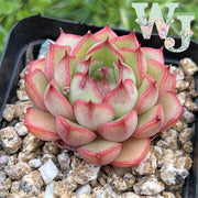 Echeveria 'Red Lily' | 红百合 - 2021 New WJ Hybrid