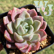 Echeveria Pink Spots | 粉斑 - Korea Form