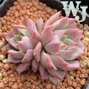 Echeveria 'Lupinus' | 鲁冰花 - 2021 WJ Hybrid