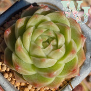 Echeveria 'Malgan' | 麦秆 - Korea Form